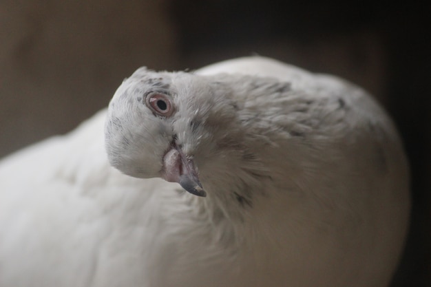 写真 白鳩