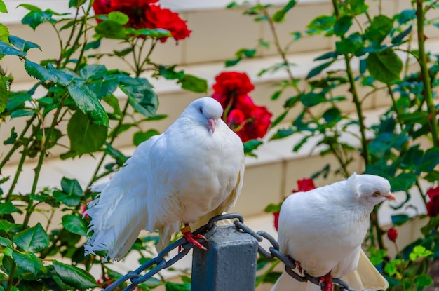 White pigeons on the street among flowers.