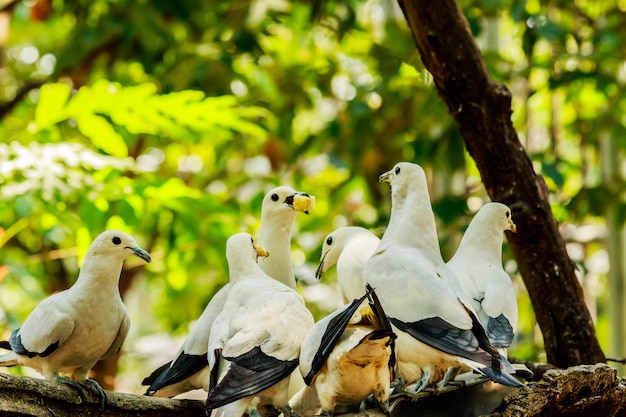 White pigion group Eating food