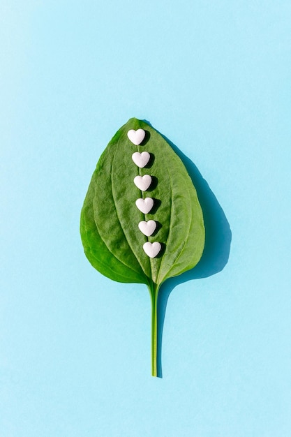 White pills on green plantain leaf on blue background Homeopathy naturopathy nutraceuticals and healthcare concept Top view Flat lay