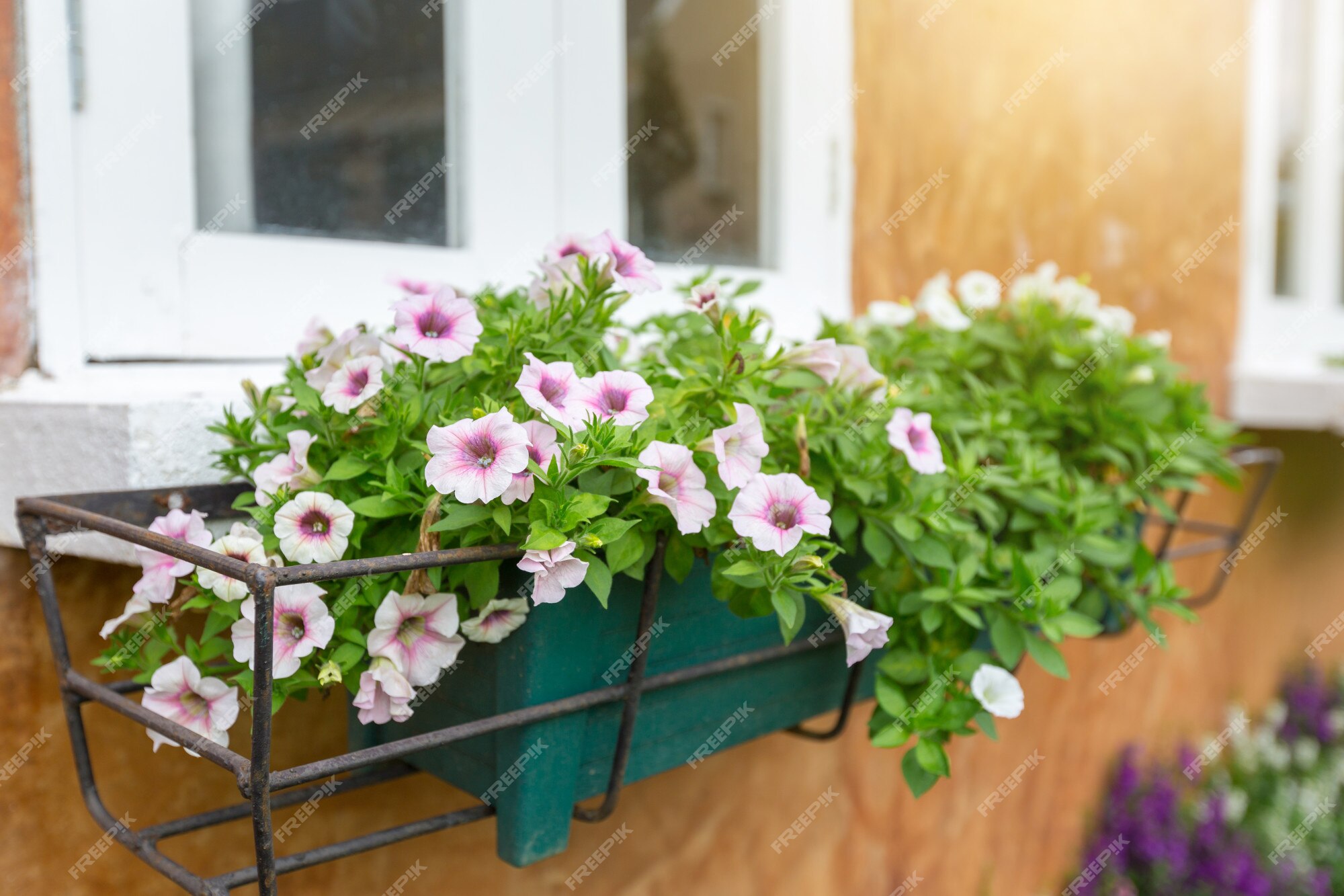 Premium Photo | White/pink anemone flower pot is placed in a steel frame to  decorate the building to look