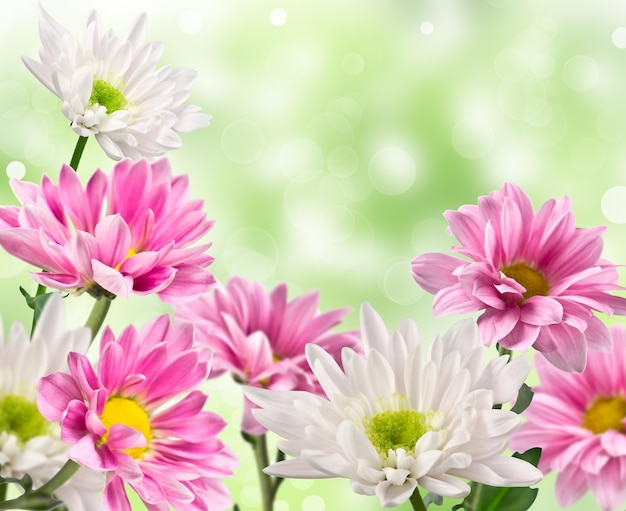Белые и розовые цветущие цветы хризантемы с размытым фоном
