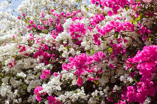 白とピンクのブーゲンビリアの花。庭の花