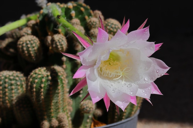 White and pink colored cactus flower