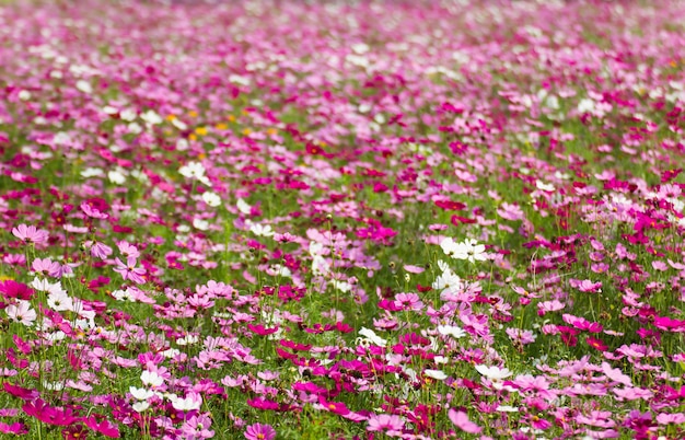 白とピンクのコスモスの花