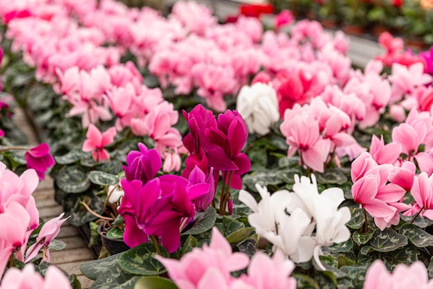 White and pink cyclamen flowers