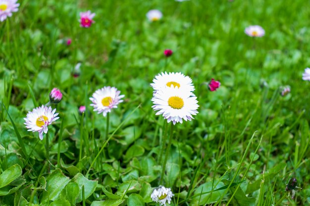 緑の牧草地のクローズアップで白とピンクのヒナギク