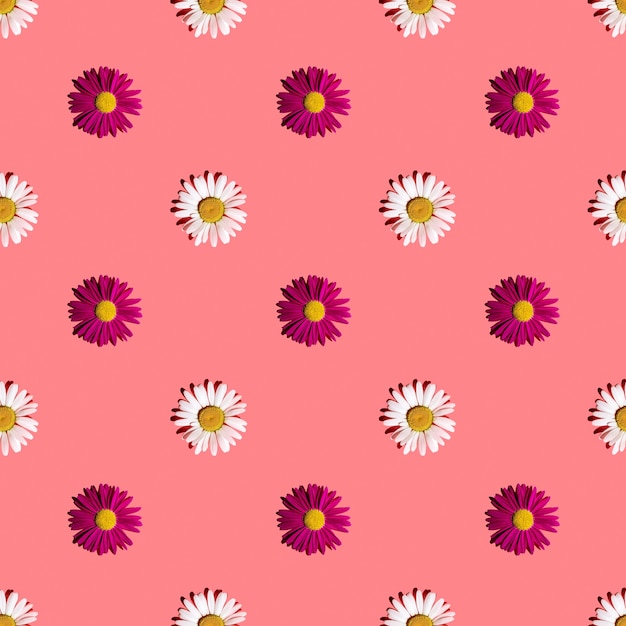 White and pink daisies on a pink background with hard shadows