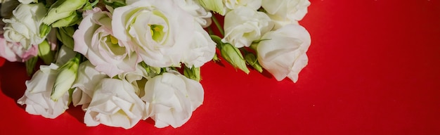 white Pink eustoma flowers on red surface in vintage style.  Top view. white Lisianthus blossom. banner format for congratulations wedding invitation cards.opy space