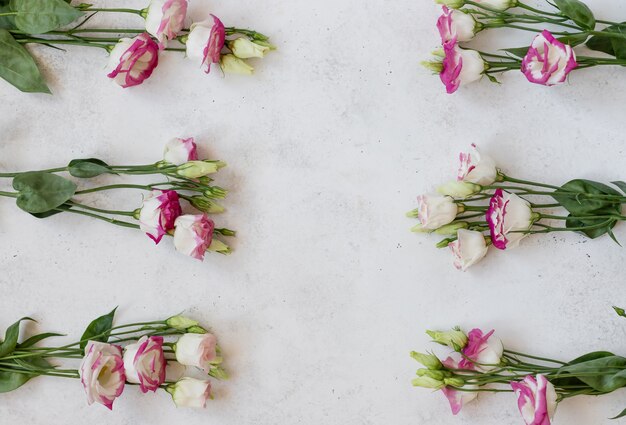 White-pink Eustoma flowers on a white surface. Conception holiday, March 8, Mother's Day. horizontal image, flat lay, copy space