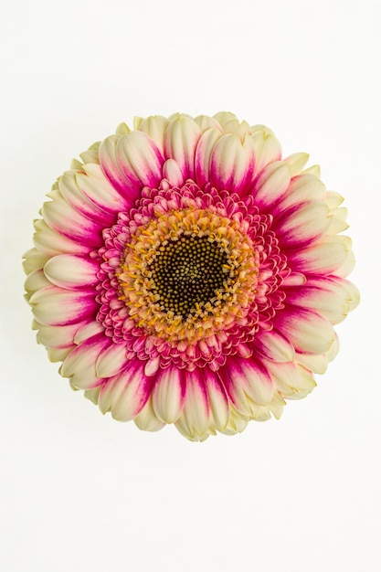 A white and pink flower on white background