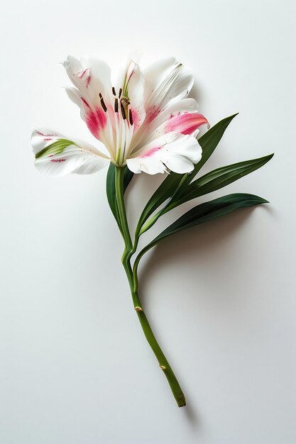 Foto un fiore bianco e rosa con un gambo verde su uno sfondo bianco