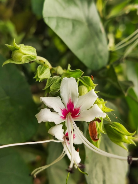 A white and pink flower with a pink center and a pink center.