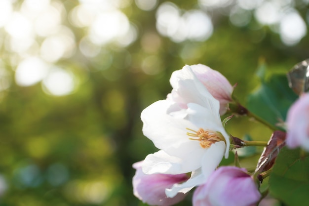 White-pink flowers of apple trees bloom on a branch