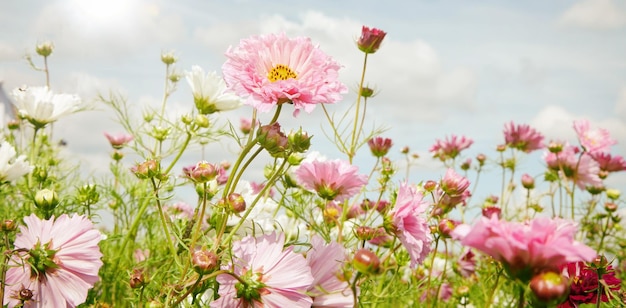 Foto fiori bianchi e rosa che sbocciano alla luce del giorno