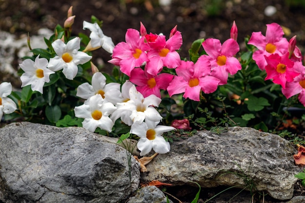 White and pink flowers in a flowerbed with stones