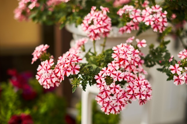 White pink flowers in a pot green background hanging on the wall