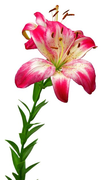 A White-pink lily is isolated on a white background