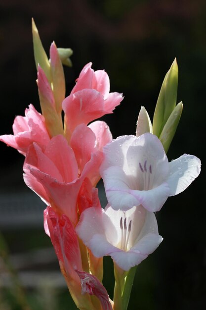 White and pink lily in nature Background