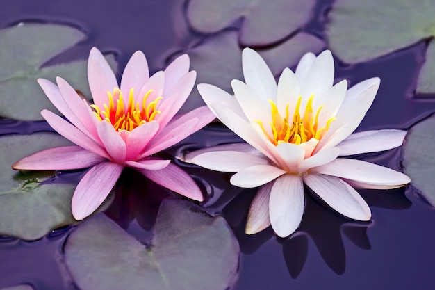 White and pink lotus flower on water