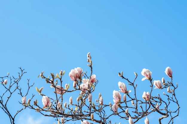 White and pink magnolia flowers on the branch against blue sky on warm spring sunny day