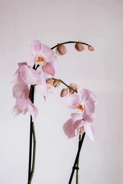 Photo white and pink moth orchids in bloom stock photo