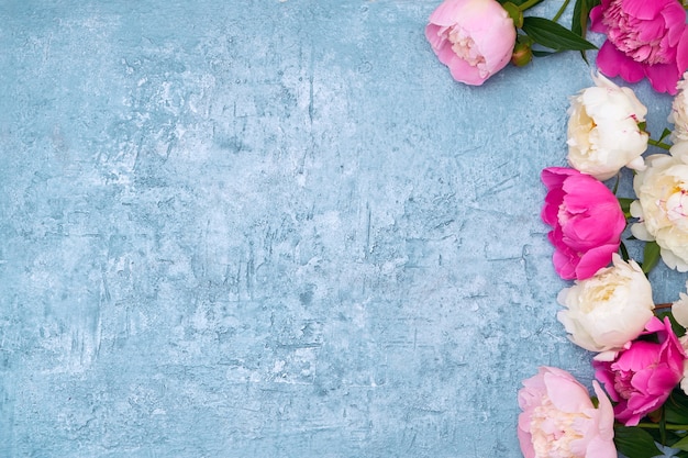 White and pink peonies on blue.