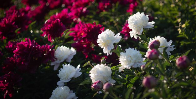 Белые и розовые пионы в саду
