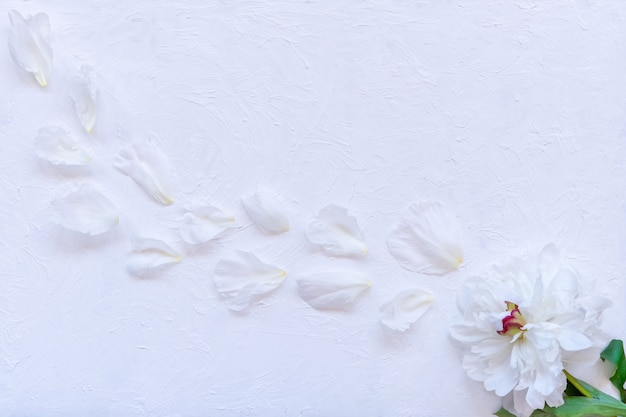 Photo white and pink peonies