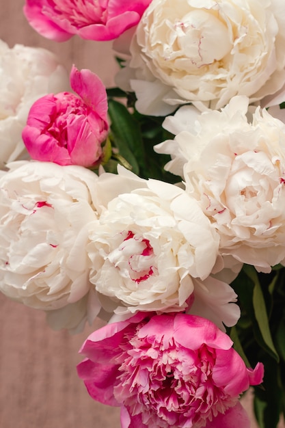  white and pink peony buds floral abstract backdrop