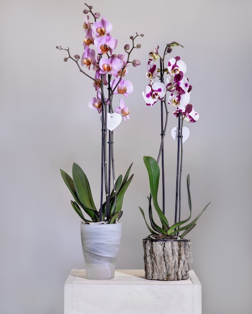 Photo white, pink phalaenopsis, moth orchid flowers in the pot