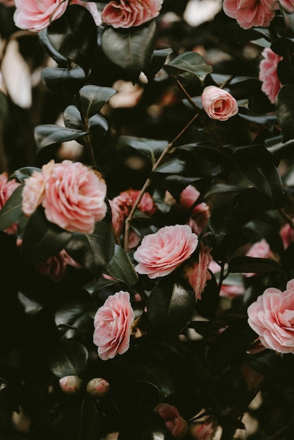 Photo white pink red flowers rose