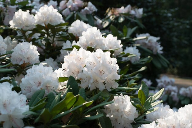 White and pink rhododendron pseudochrysanthum flowers in spring garden