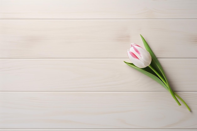 white pink tulip on a vintage wooden table copy space aesthetic top view