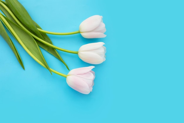 White pink tulips on blue background