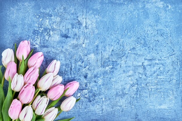 White and pink tulips bouquet on blue background. Copy space, top view. Birthday, Mothers Day