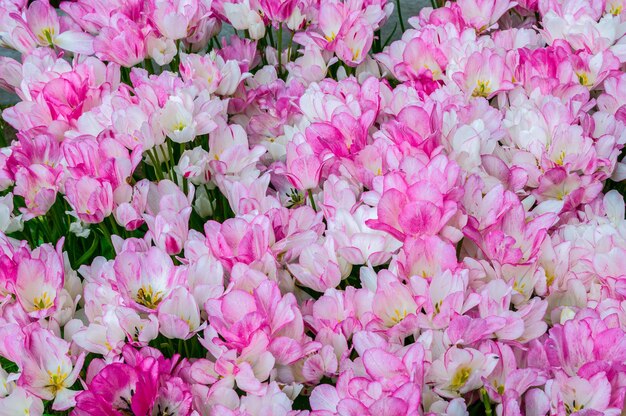 White pink tulips Keukenhof Park Lisse in Holland