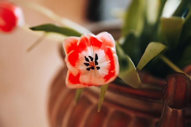 White and pink tulips in an old vintage vase at home