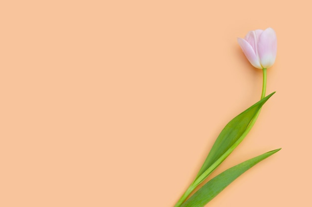 White pink tulips on orange pastel background