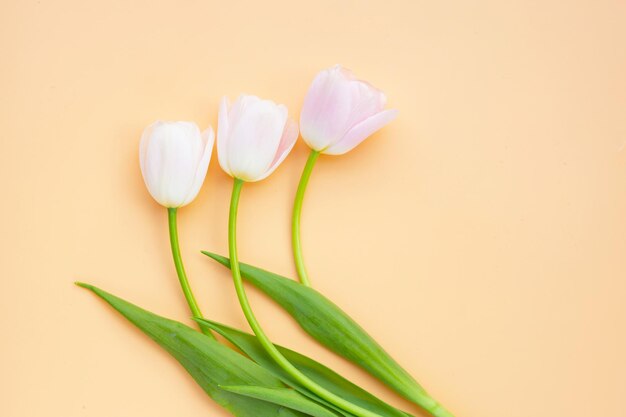 White pink tulips on orange pastel background