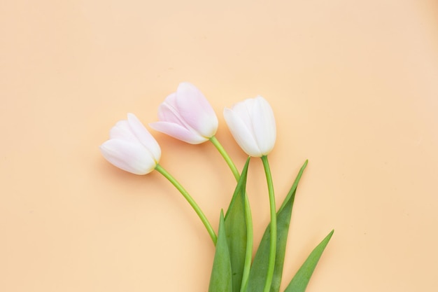 White pink tulips on orange pastel background