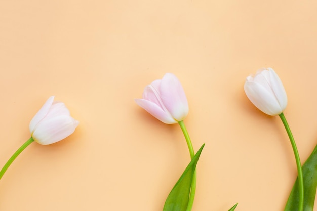 White pink tulips on orange pastel background