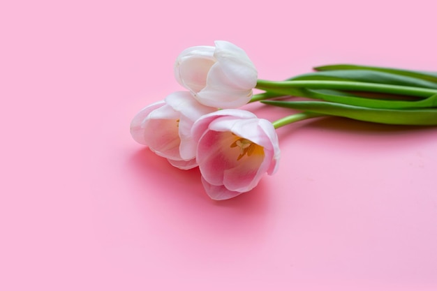 White pink tulips on pink background