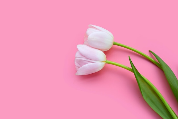 White pink tulips on pink background