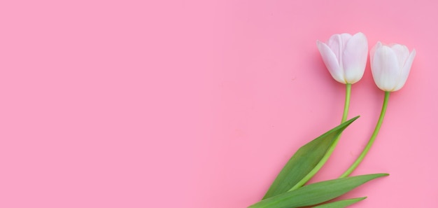 White pink tulips on pink background