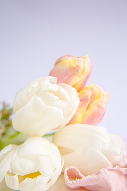 Белые и розовые тюльпаны на фиолетовом фоне с персиковой шелковой лентой. Белые цветы. Макро изображение. Место для текста. Открытка. День матери.