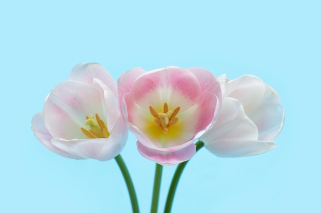 White pink tulips on white background