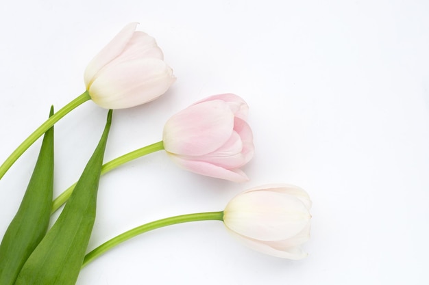 White pink tulips on white background