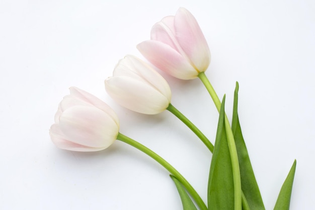 White pink tulips on white background