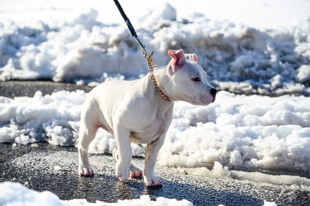 Cane pitbull bianco nella neve